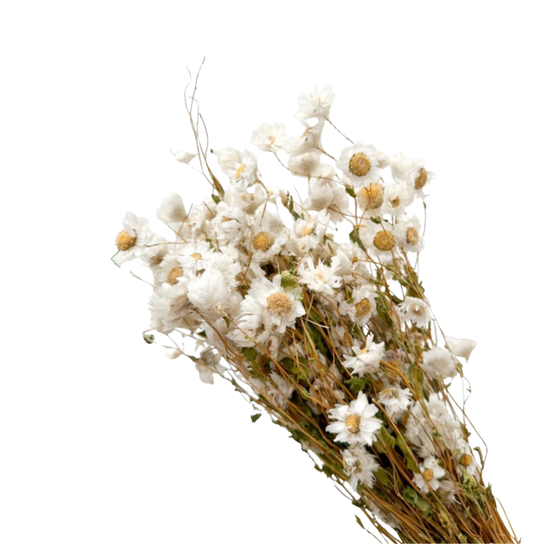 SOFT WHITE BLOOM